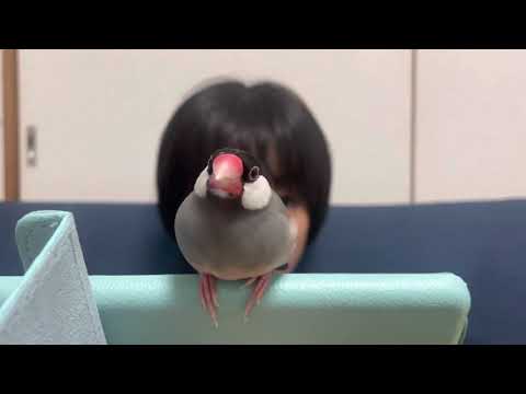 【文鳥】うめちゃん　早くかまってよ〜 Java sparrow