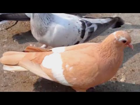 Best fancy pigeon breeds - Pigeon loft - Pigeon farm | Breeding fancy pigeon.