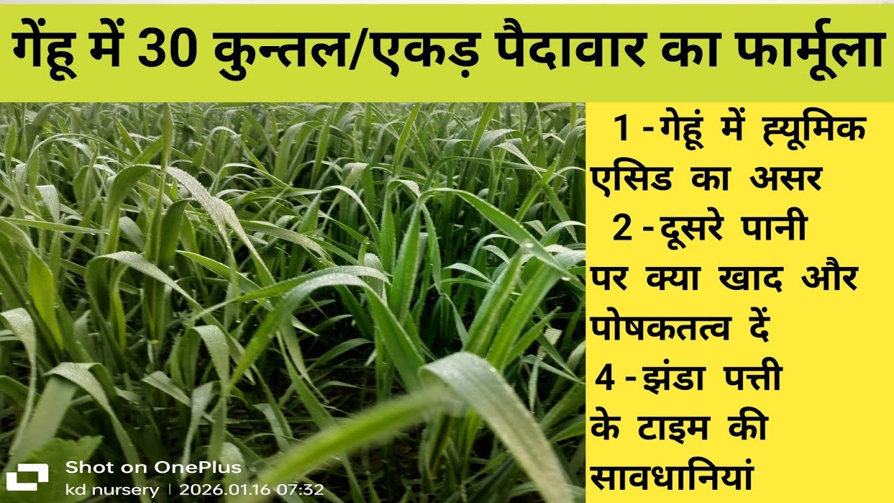 गेहूं में 30 कुन्तल/एकड़ उत्पादन के लिए करे ये काम