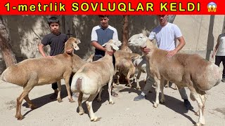 TOZZA AVGON SOVLUQLAR VA QOCHQORLAR KELDI  94-300-30-39