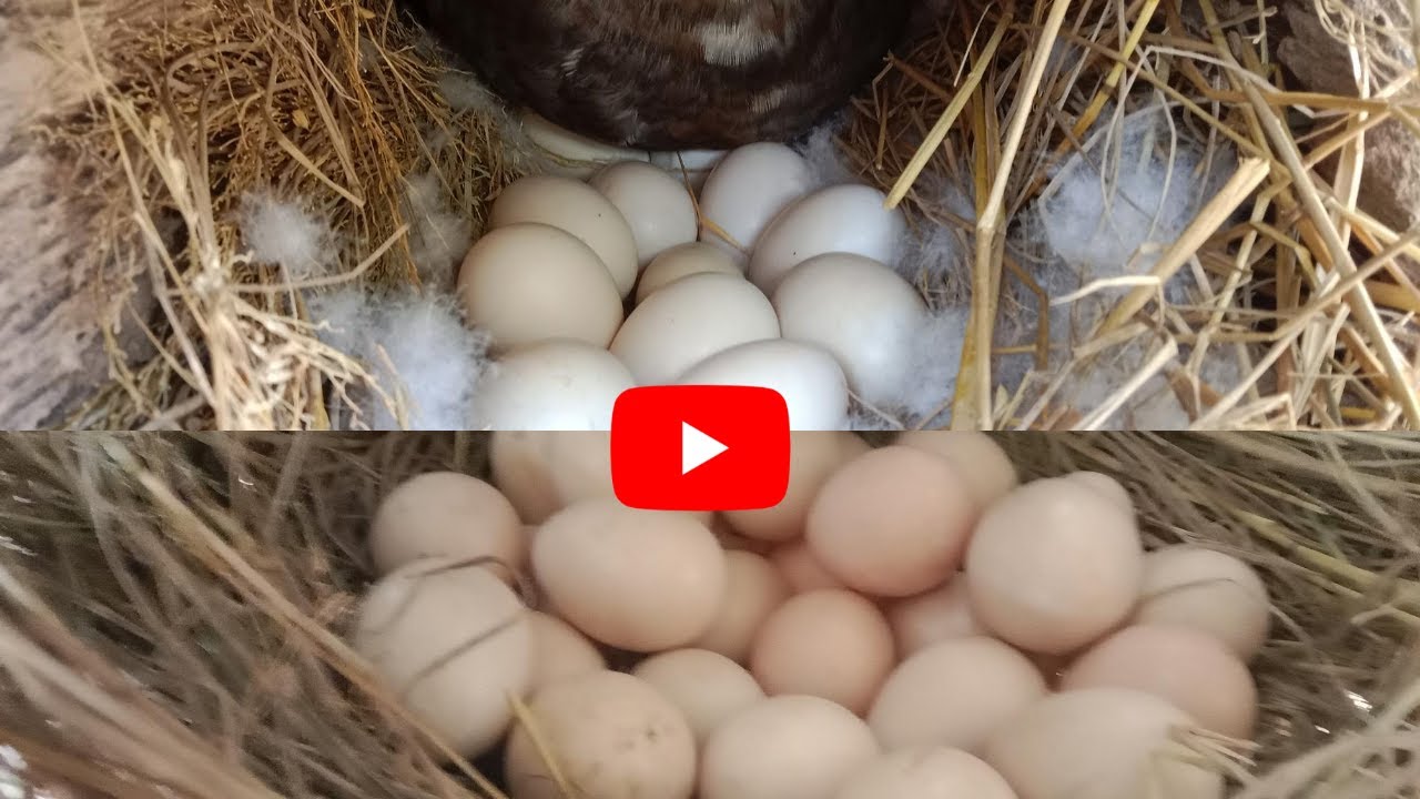 Duck Eggs and Egglaying: Things You Need to Know