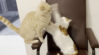 Kitten Annoys Cat