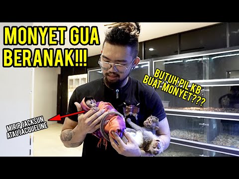 Video: Berapa lama monyet mengandung?