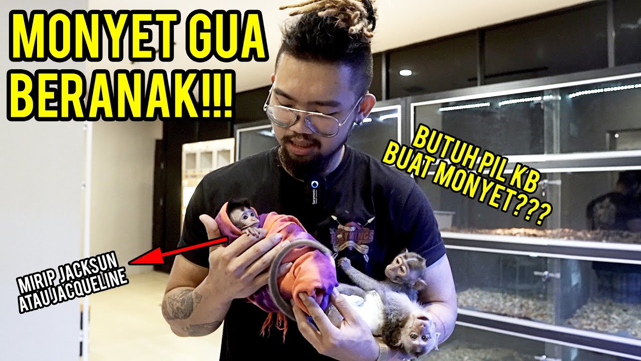 JACKSUN JADI BAPAK!!! - MONYET BABY TIBA2 MUNCUL, YAKIN PELIHARA MONYET?