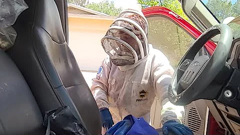 Trapped by Killer Bees!