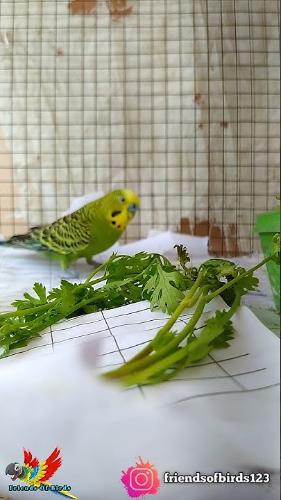 Budgies Food Budgies Food In Tamil Budgies Food List Budgies Food budgies-food-budgies-food-in-tamil-budgies-food-list-budgies-food