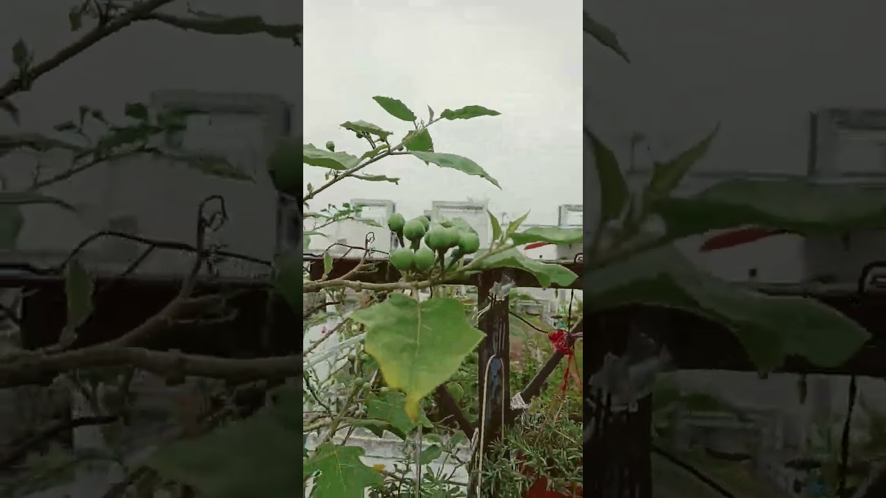 Sundaikai , turkey berries on the terrace garden. 