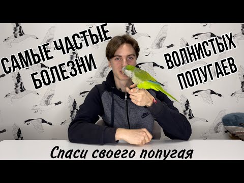 Самые частые болезни волнистых попугаев. Как определить, что попугай болен