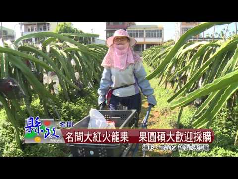 名間大紅火龍果  果圓碩大歡迎採購