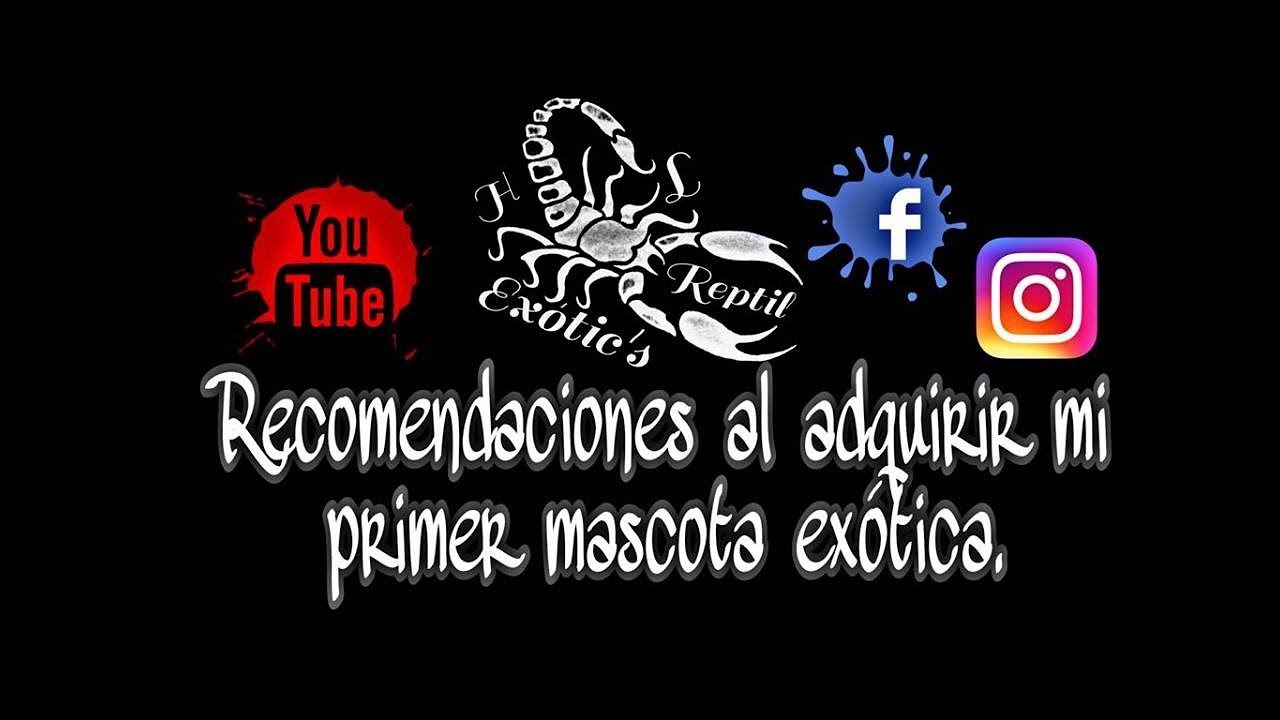 Mascotas exóticas