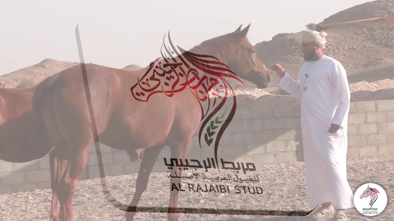 |جديد أعمالنا| جولة في مربط الرجيبي