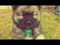 Cutest puppy ever – 8-week old Keeshond Cutest puppy ever – 8-week old Keeshond
