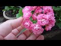 Пеларгония Swanland Pink / Australien Pink Rosebud (Австралиан Пинк Розебуд)