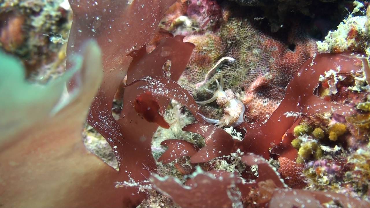 ダンゴウオ　（Lethotremus awae）4