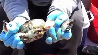 How to Eat Stone Crabs