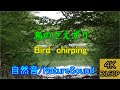 【鳥のさえずり】《自然音/Nature Sound》 Bird chirping　作業用　1時間