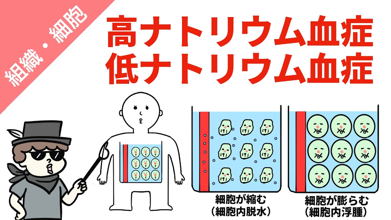 高ナトリウム血症と低ナトリウム血症(病態・原因・症状)