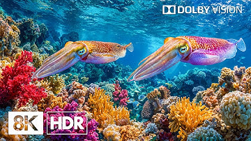 Stunning Underwater Life in 8K HDR | Dolby Vision™