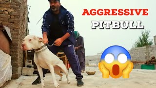 Pitbull Female Full Time Aggressive