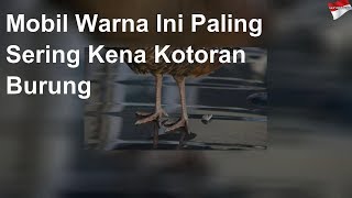 Wana Mobil yang Paling Sering Kena Kotoran Burung
