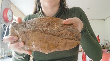 Fossil Friday 🦕🐚🦑