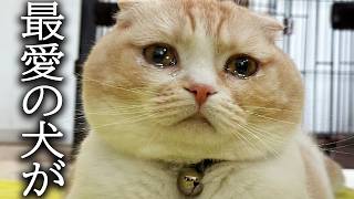 犬を預けることになり寂しくて猫が大泣きしてこうなりました...