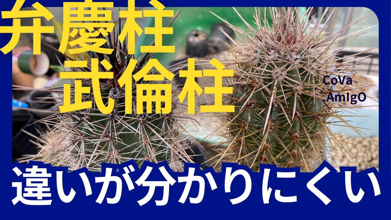 弁慶柱 サボテン 武倫柱 むず』武倫柱と弁慶柱の見分け方 - YouTube