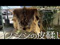 【毛皮なめし】イノシシの皮鞣し【ミョウバン】