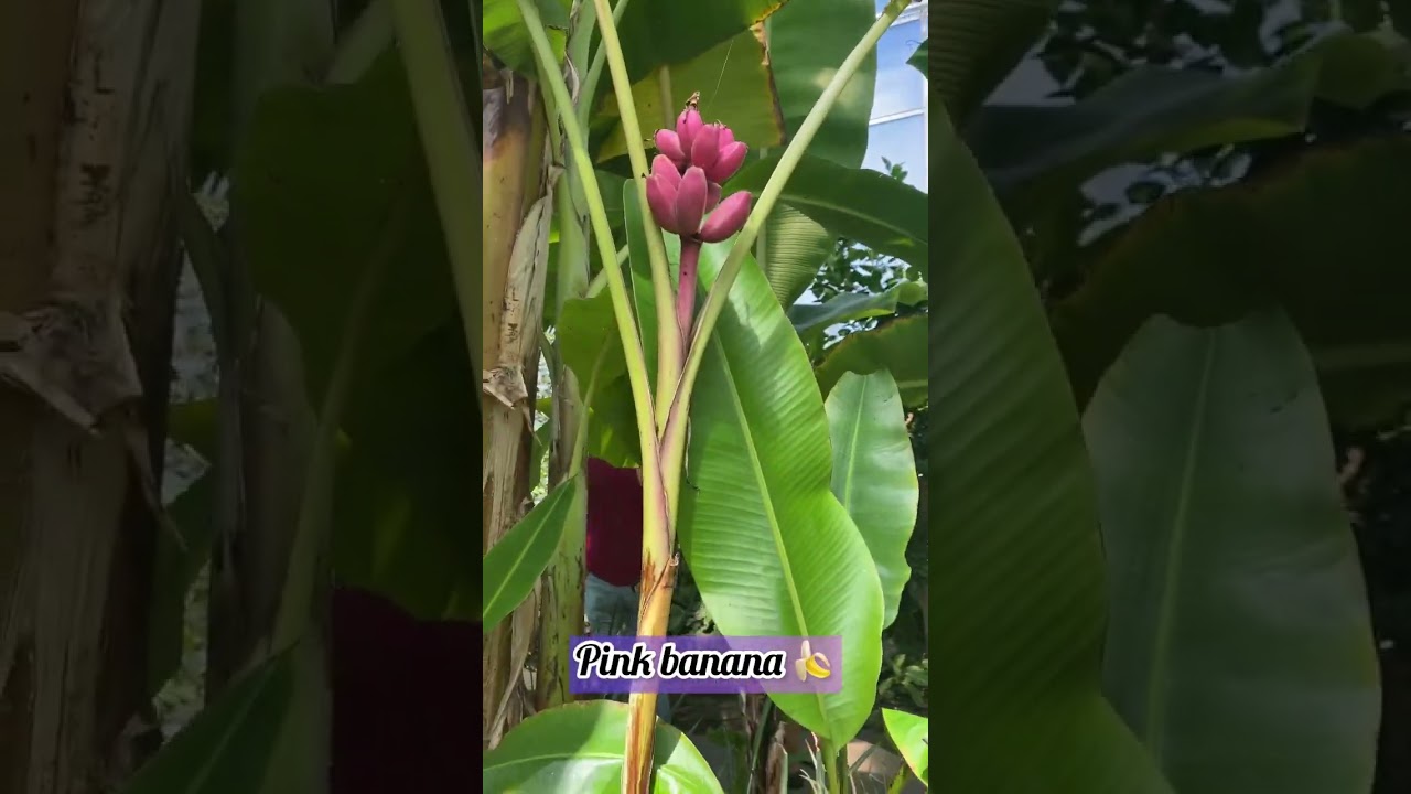 🍌PINK BANANA GARDEN / JARDÍN 🪴 