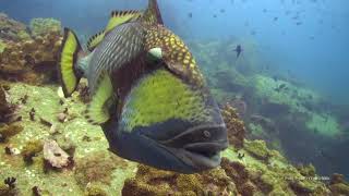 Triggerfish Warning (2) |  Stock Video For Sale