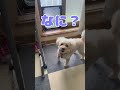 敏感な🐶 #トイプードル