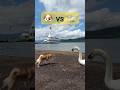 🐶vs🦢 #shorts #dog #焼き鳥屋てら