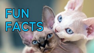 Fun Facts About Devon Rex Cats