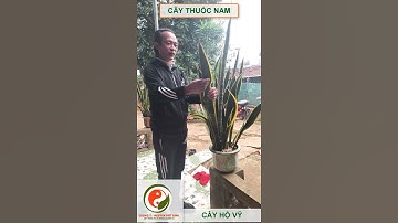 cây lưỡi hổ có tác dụng gì câu thuốc nam