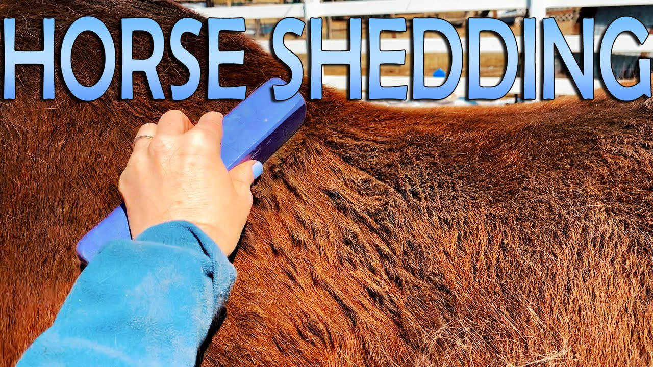 Relaxing And Satisfying Horse Shedding ASMR! YouTube