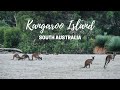 Wildlife Encounters on Kangaroo Island Tour | South Australia | 2019
