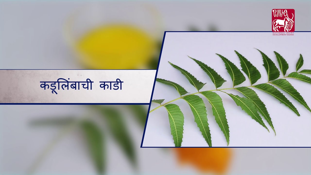 Traditional Veterinary Medication for Teat Obstruction (Marathi) YouTube