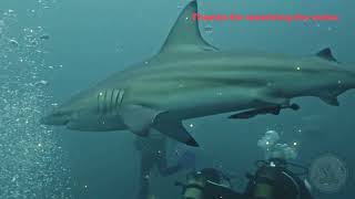 "Top 10 Most Dangerous Animals in the Philippines"