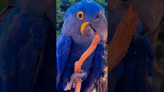 💙 Rare Blue Hyacinth Macaw Parrot 🦜 | Beautiful Bird Short #shorts#BlueParrot #HyacinthMacaw #Parrot