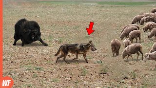 This Wolf Didn't Know There's a Guard Dog..It Paid Full Price
