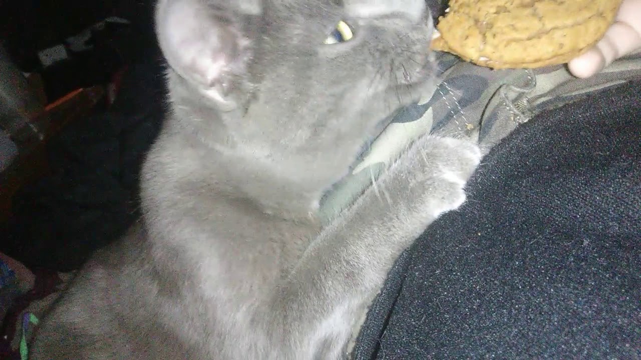 My cat turkey YouTube