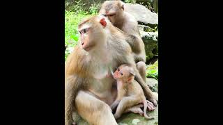 Sep-09-25 Monkey Discovery Newborn, Baby , Abandoned Monkey 005