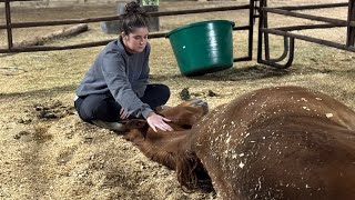 Lucky’s Emergency Foaling Update