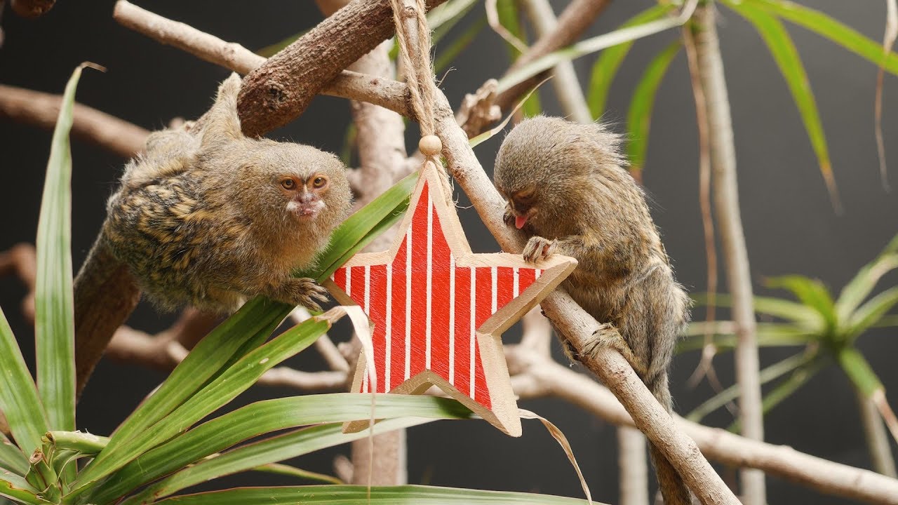 Merry Christmas from Taronga Zoo Sydney - YouTube