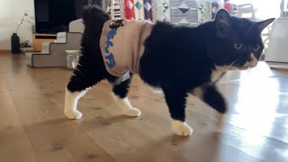 【猫】朝早くに飼い主を無理やり起こして向かった先は…