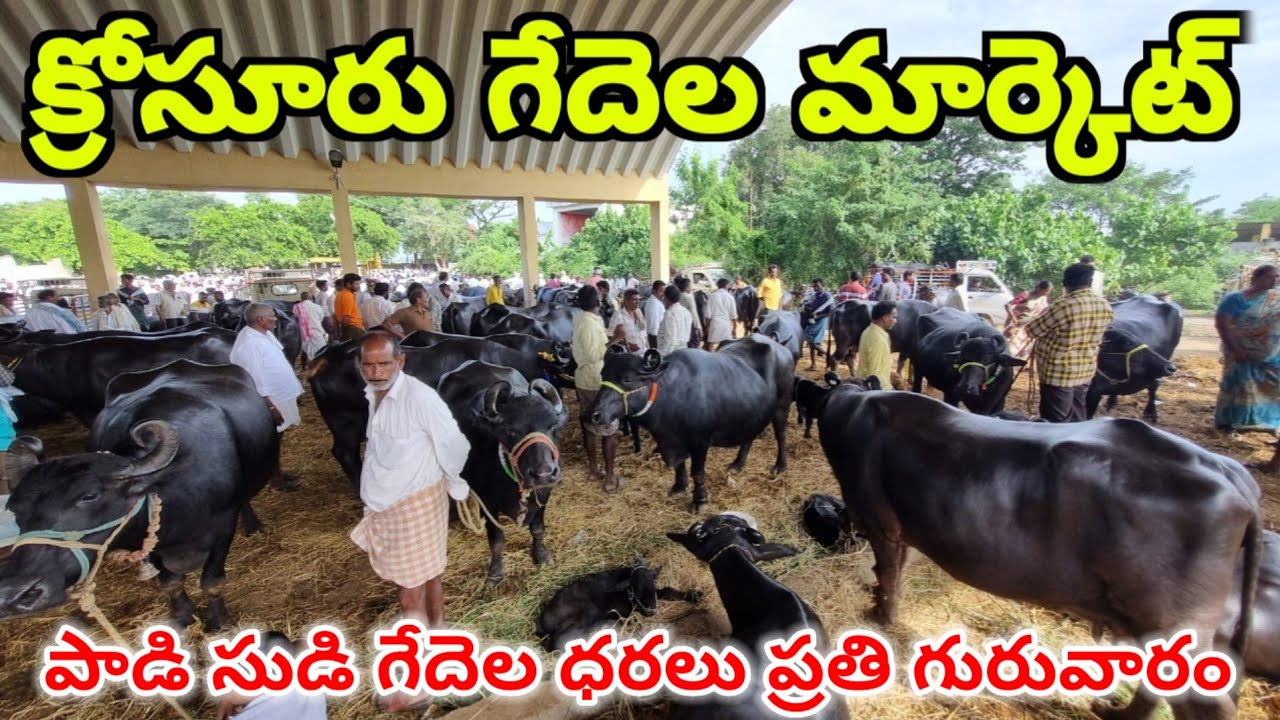 క్రోసూరు గేదెల మార్కెట్ krosur buffalos market today krosuru cows bulls market