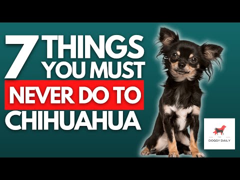 Video: Van de dierenarts: 3 hacks die je chihuahua kunnen redden