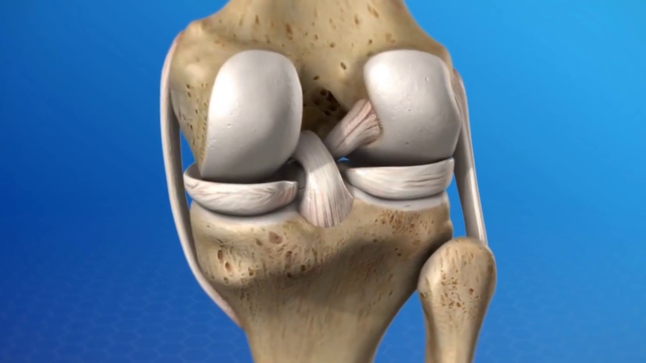 Andy - Los ligamentos cruzados son dos estructuras que están en el medio de  nuestras rodillas y le confieren estabilidad. Son dos: Ligamento Cruzado  Anterior y Cruzado Posterior. Son delgados, su grosor, image size:1280x720
