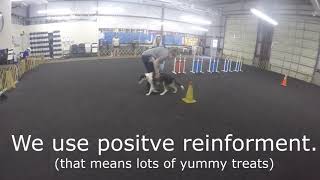 Charleston Dog Training Club AKC S.T.A.R. Puppy Class