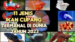 11 JENIS IKAN CUPANG TERMAHAL DI DUNIA TAHUN 2023